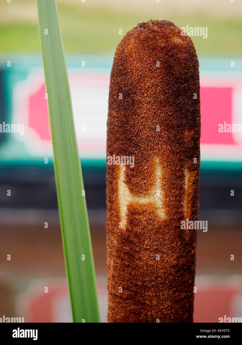 Hi -  a greeting carved into the large brown head of a bullrush Stock Photo