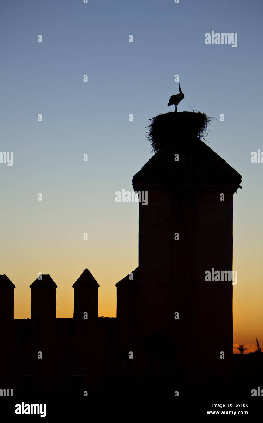 Storks on the ramparts of the Royal Palace, Marrakech, Morocco Stock Photo