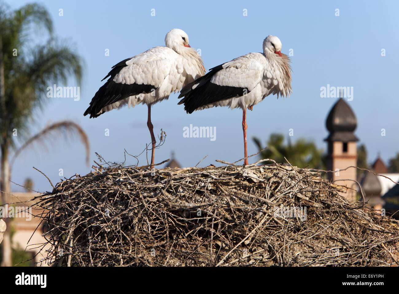 Storks perched in nest, La Sultana, Marrakech, Morocco Stock Photo