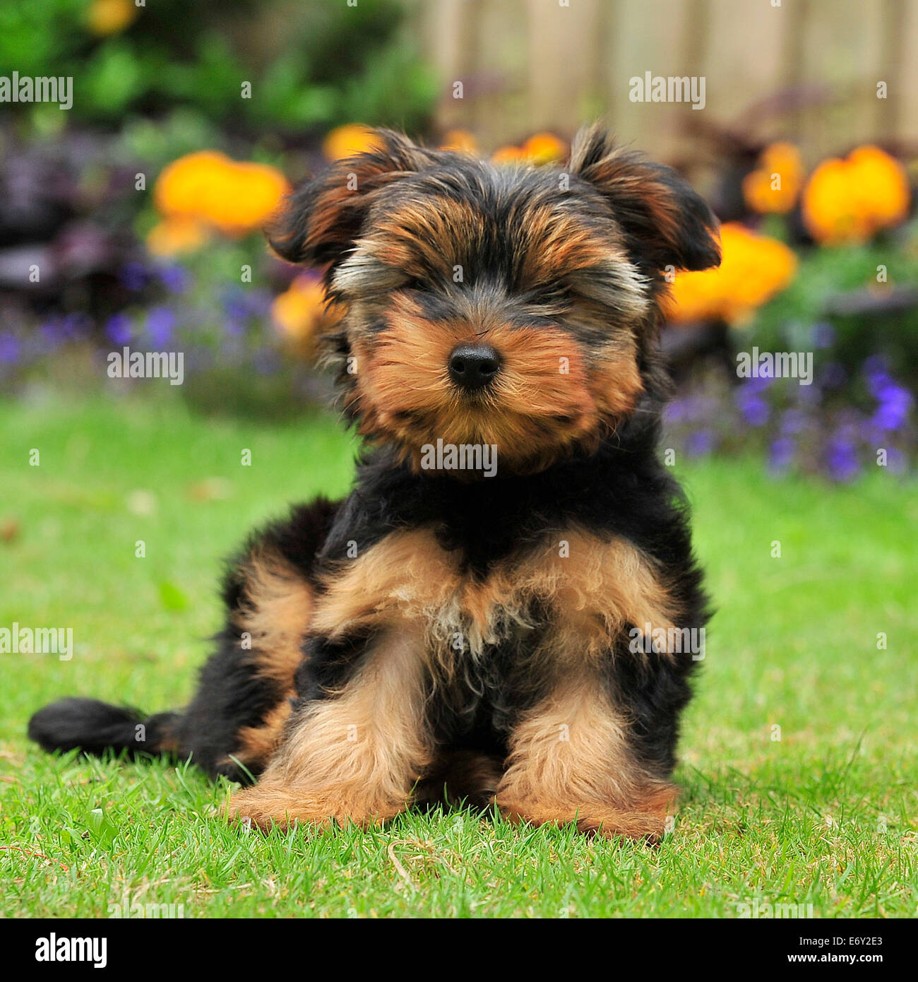 yorkshire terrier puppy, 12 weeks old Stock Photo - Alamy