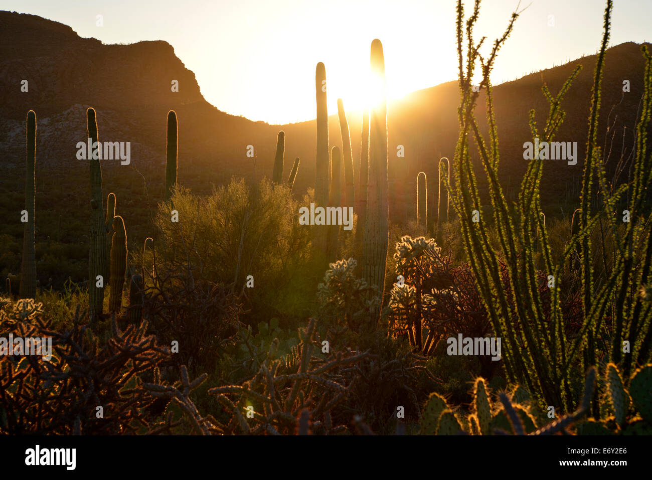 The sun descends over Tucson Mountain Park, Sonoran Desert, Tucson, Arizona, USA. Stock Photo