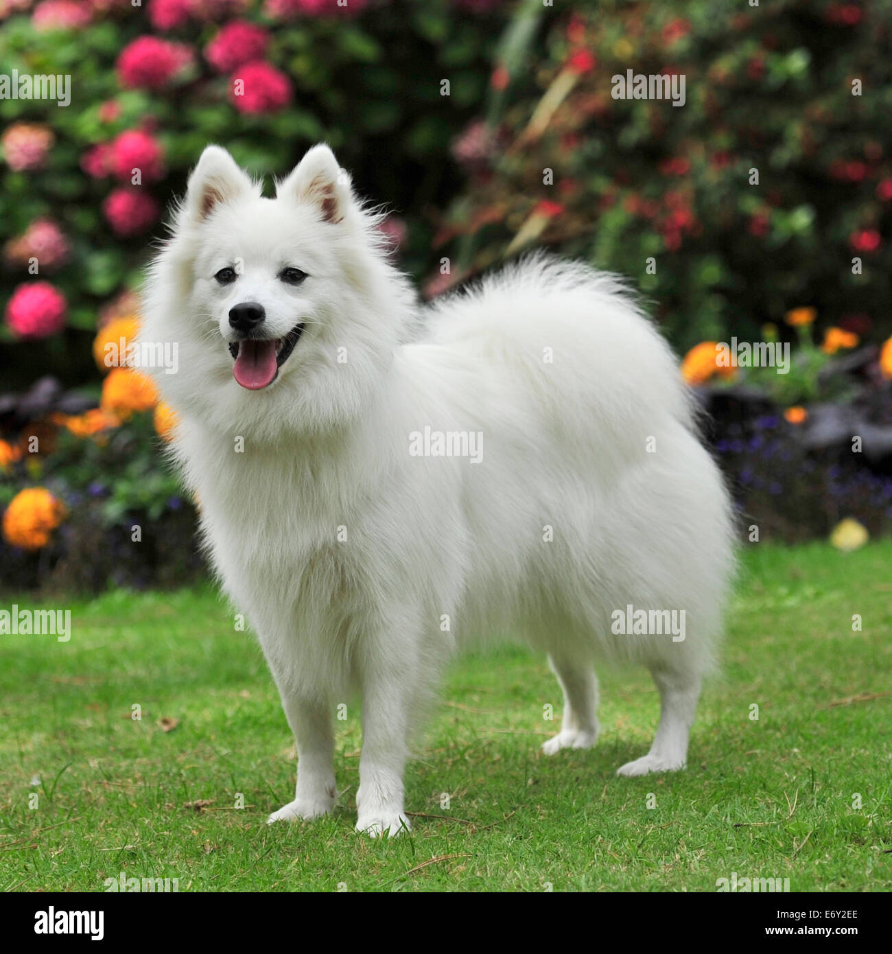 Clean white japanese spitz hi res stock photography and images Alamy