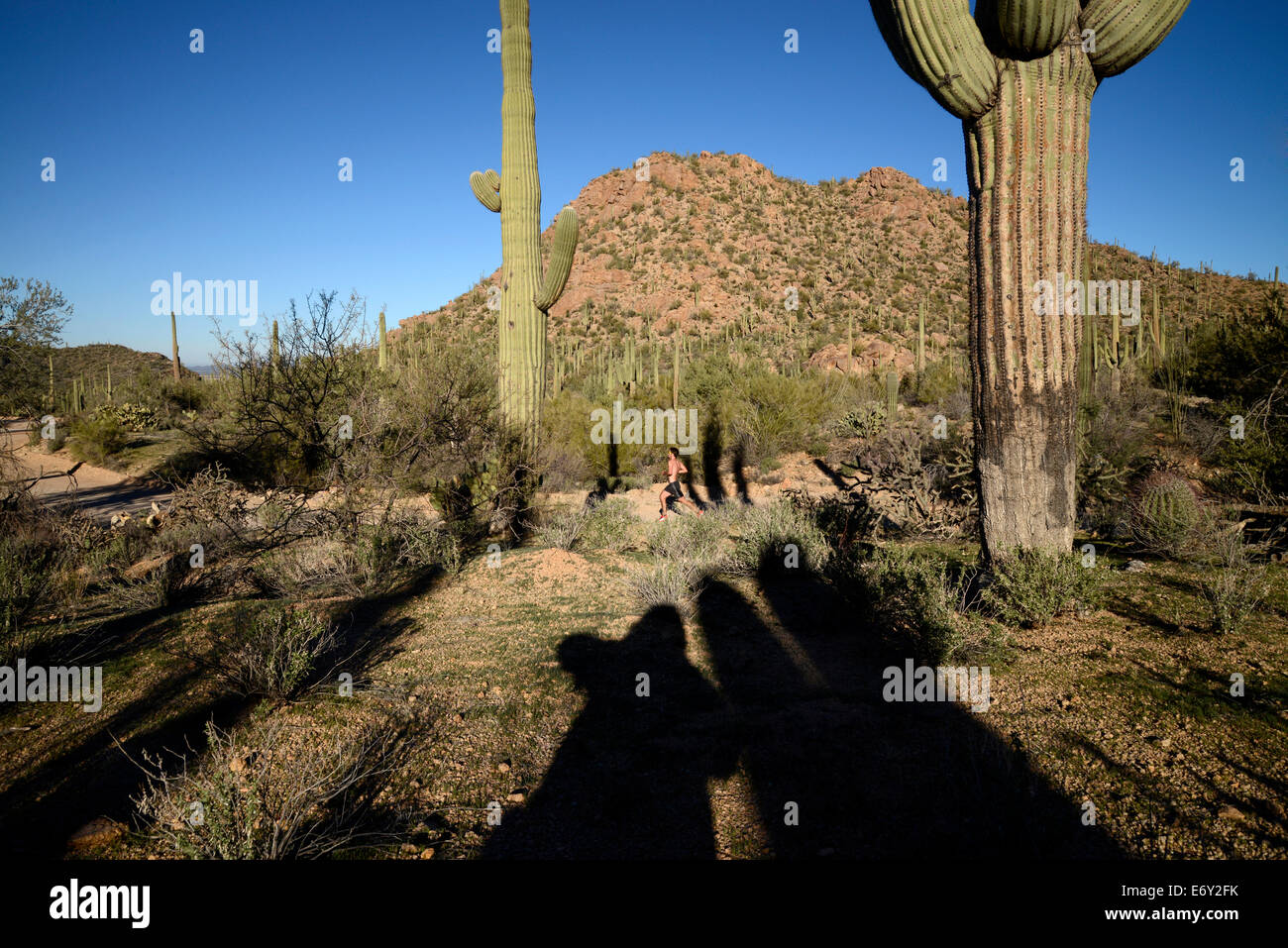 Runners and cyclists race on Bajada Loop Drive in Saguaro National Park