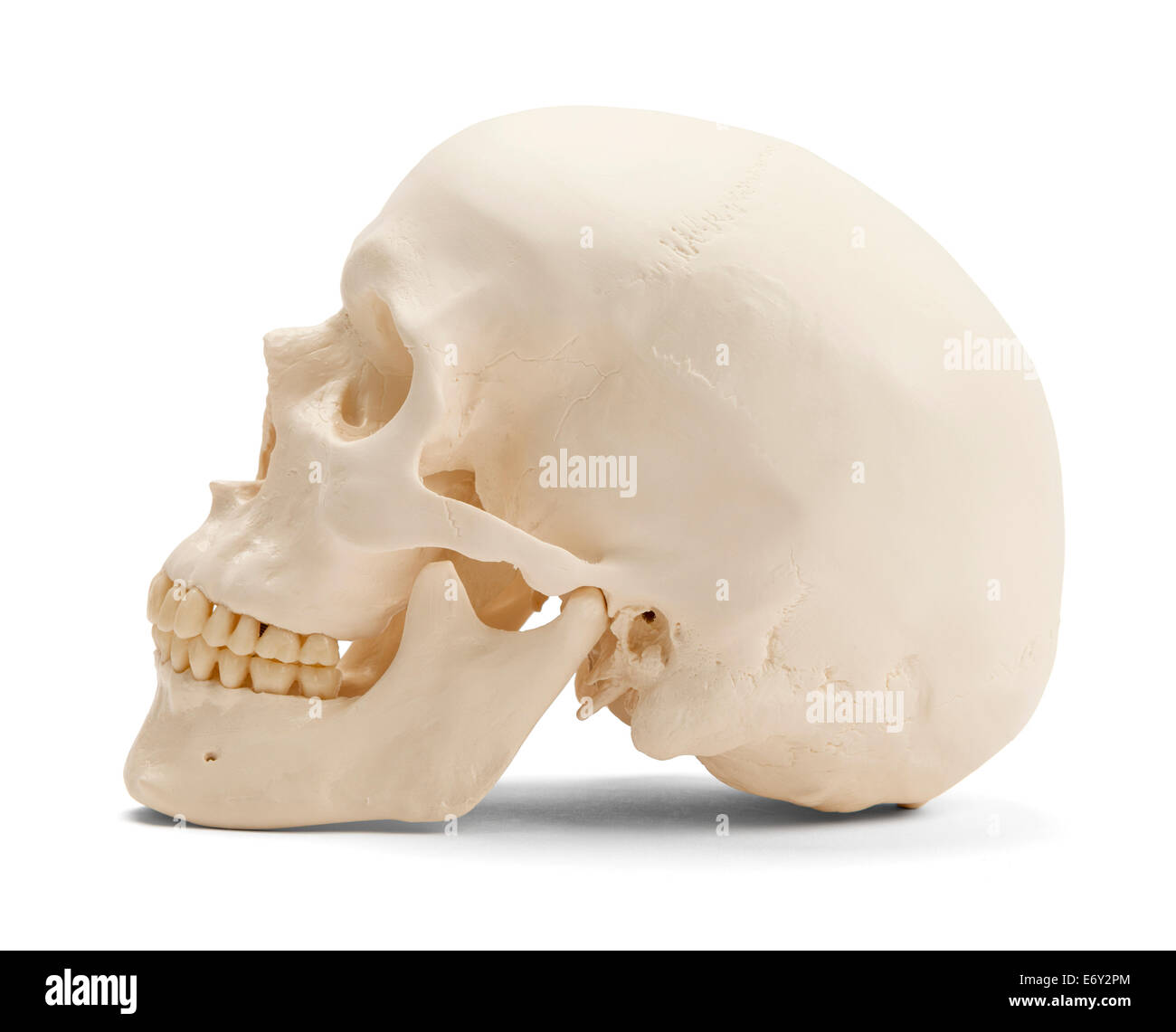 Skull facing side ways isolated on a white background. Stock Photo