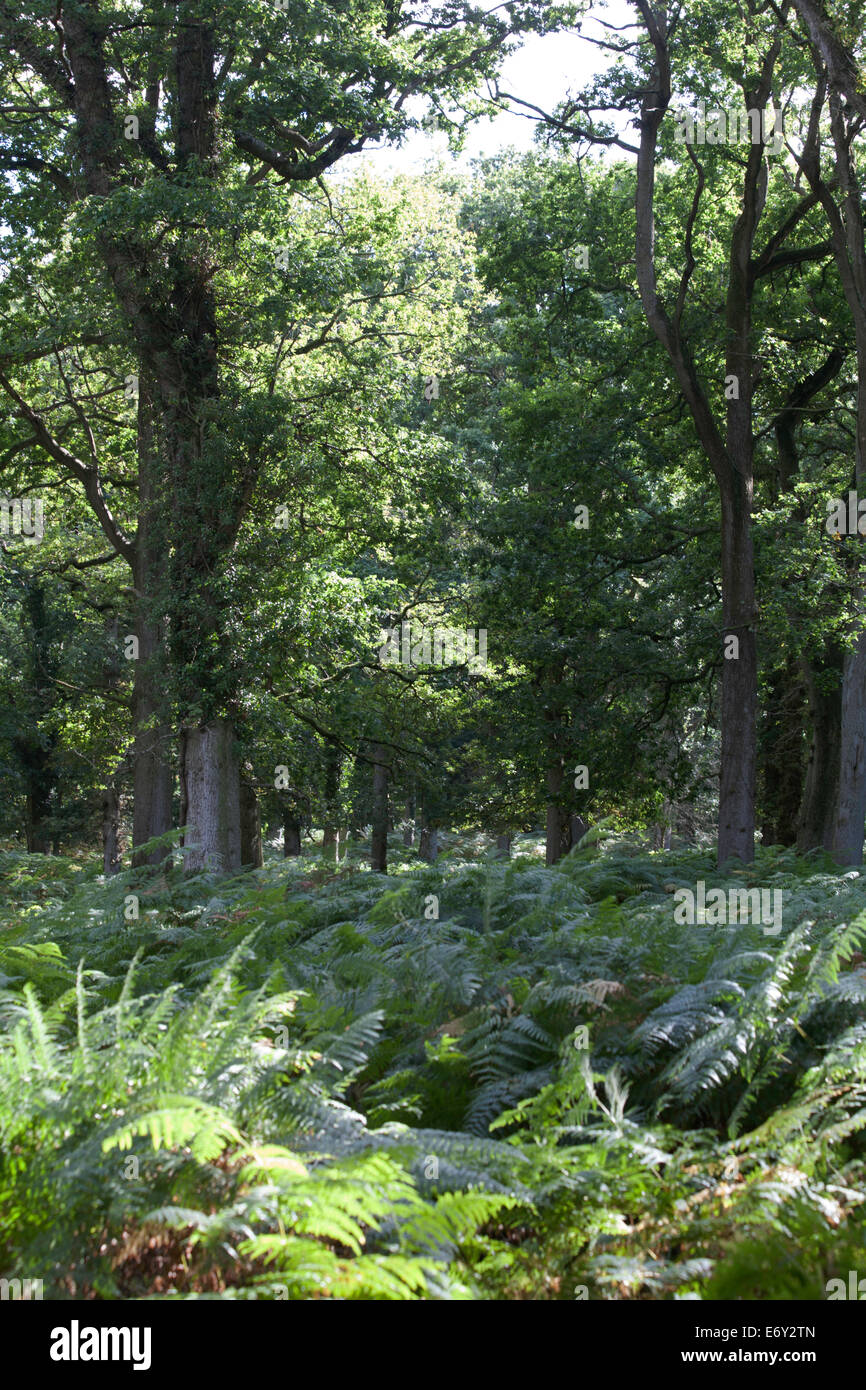 Woodland and woodland paths The Sloden Inclosure between Frogham and