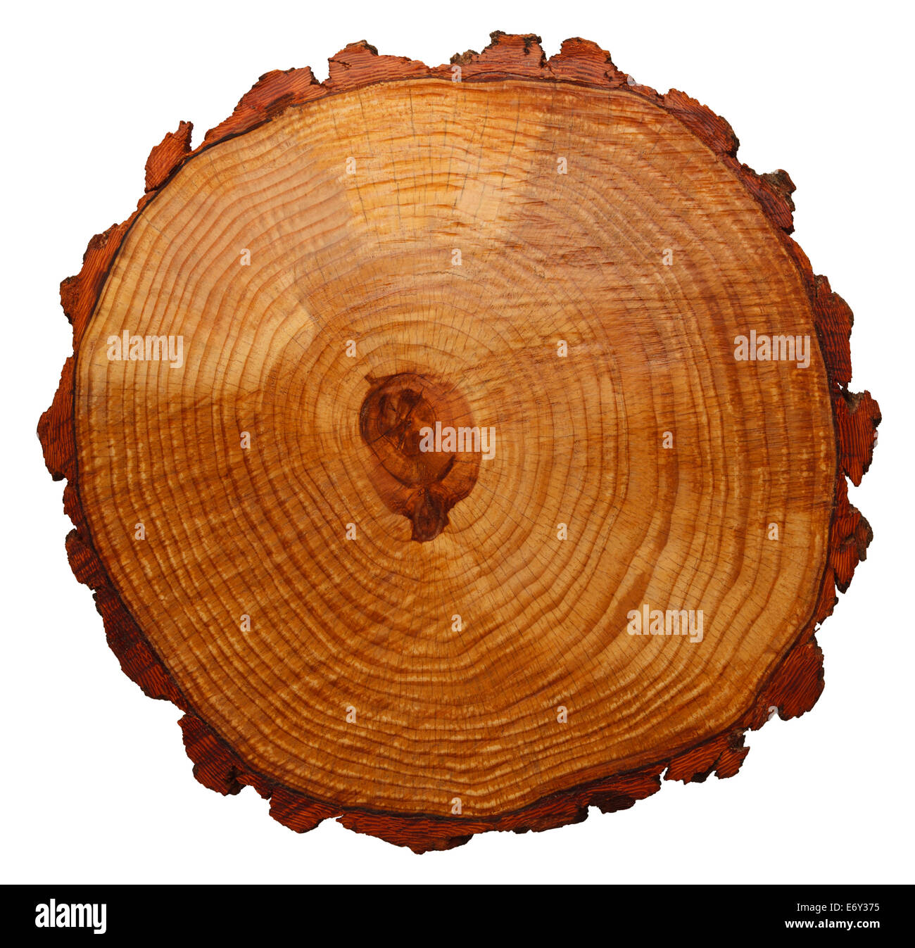 Wood Grain Tree Cross Section Isolated On White Background. Stock Photo