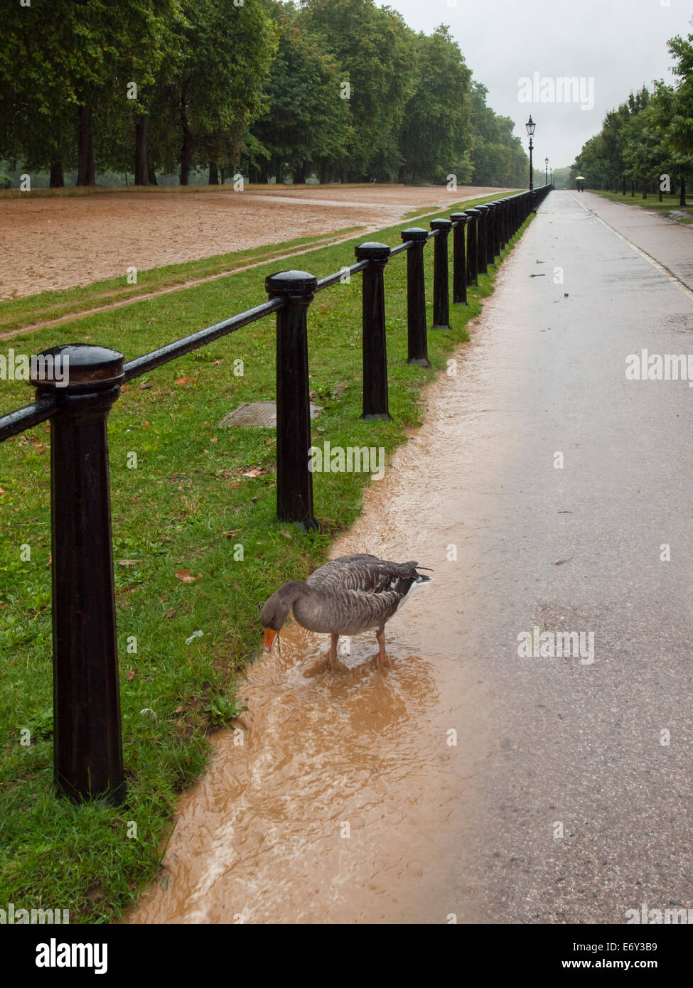 Goose feeding in run off during torrential rain storm on cycle path next to rotten row hyde park. Wet British Summer. Stock Photo