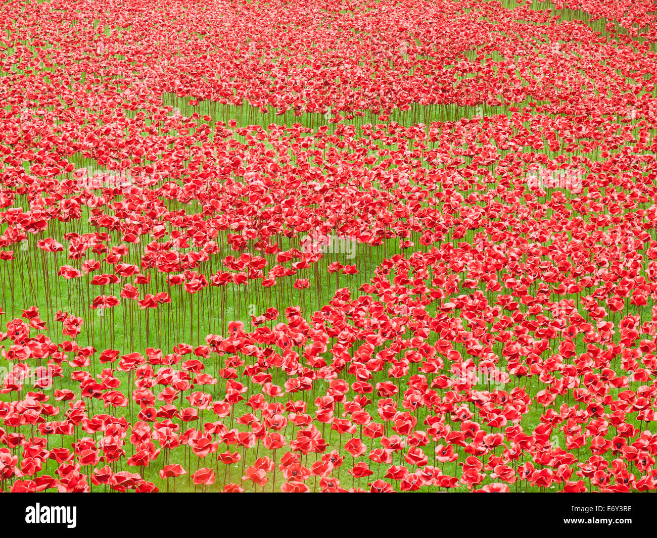 detail of the ceramic poppies exhibit  at the tower of london during heavy rain. The installation by ceramic artist paul cummins Stock Photo