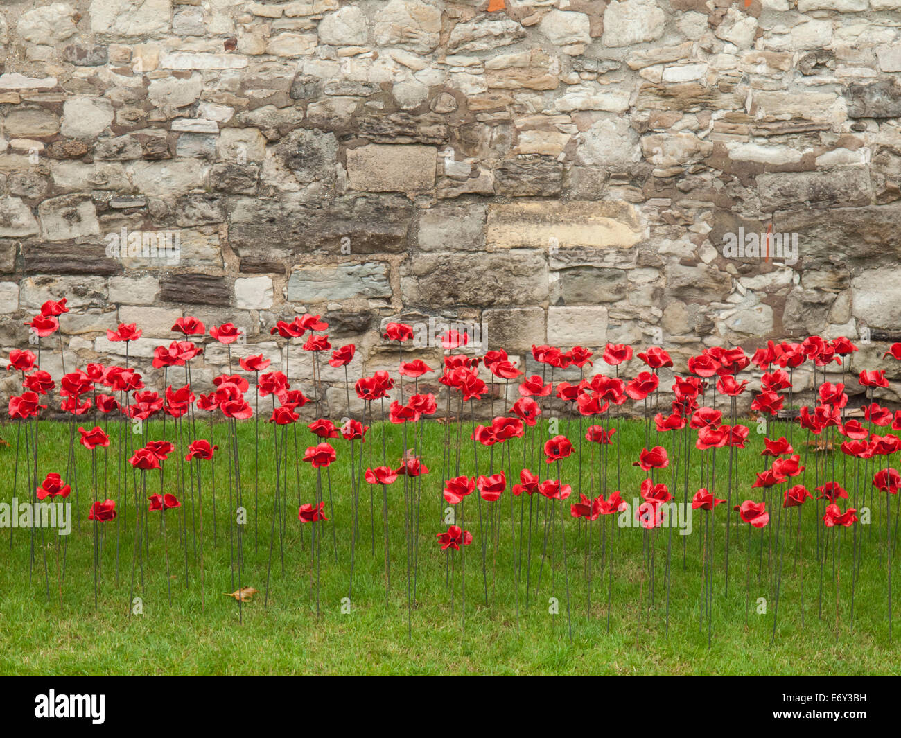 detail of the ceramic poppies exhibit  at the tower of london during heavy rain with the tower wall behind.  The installation by Stock Photo