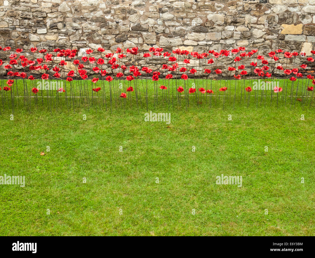 detail of the ceramic poppies exhibit  at the tower of london during heavy rain with the tower wall behind and green lawn Stock Photo