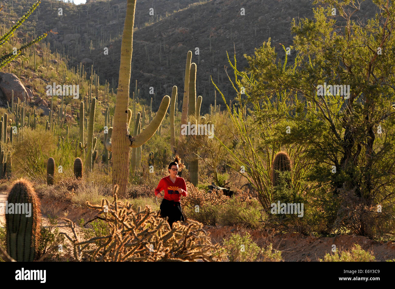 Bajada loop drive saguaro hi-res stock photography and images - Alamy
