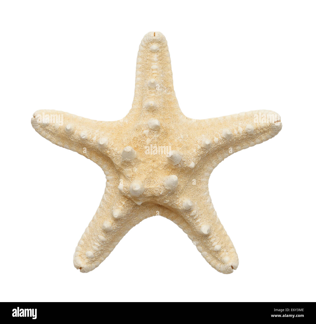 Horned White Starfish Isolated on White Background. Stock Photo