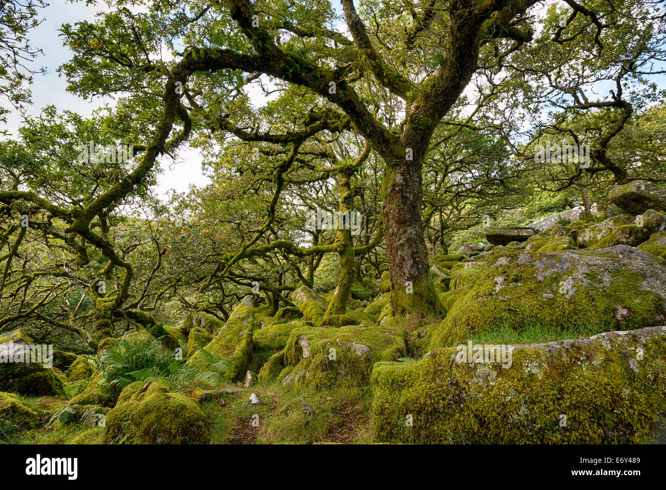 Ancient gnarled and stunted oak tree trunks growing out of mossy boulders in the famous Wistman's Wood Stock Photo