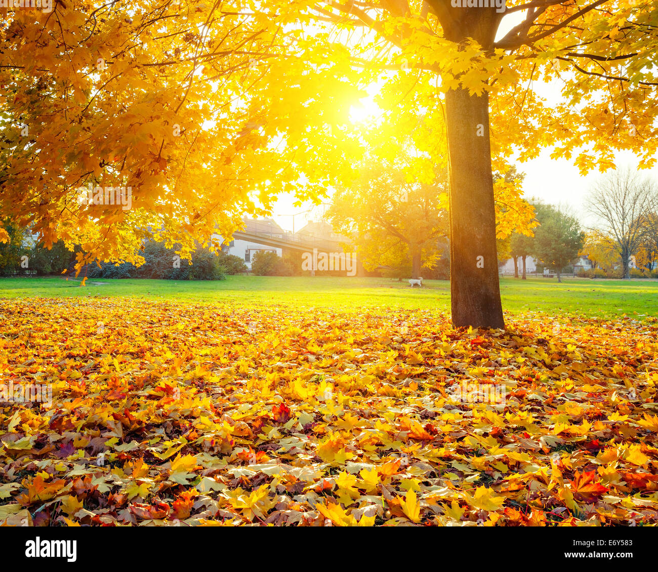 Sunny autumn foliage Stock Photo
