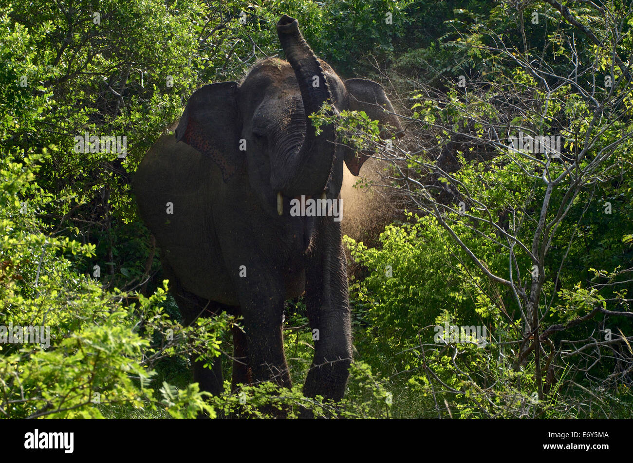 Charging Elephant in the Yala West National park, Southern Sri Lanka, South Asia Stock Photo