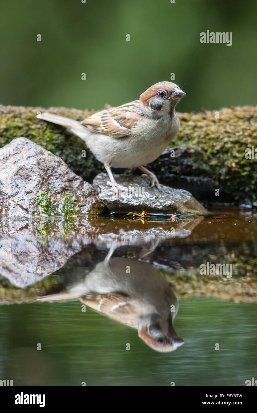 Adult male Eurasian Tree Sparrow (Passer montanus) at the edge of a pool Stock Photo