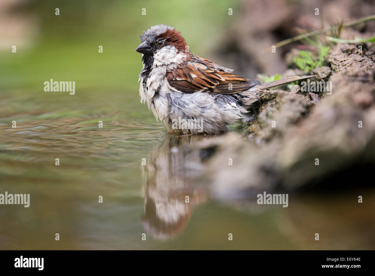 Adult male House Sparrow (Passer domesticus) bathing Stock Photo