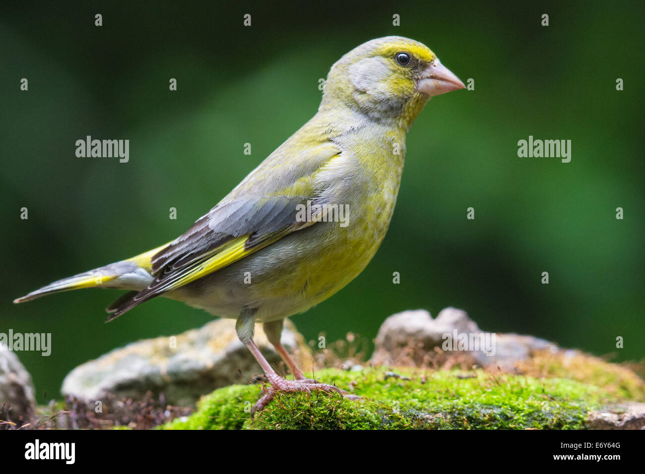 Adult male European Greenfinch (Chloris chloris)standing on moss-covered stones Stock Photo