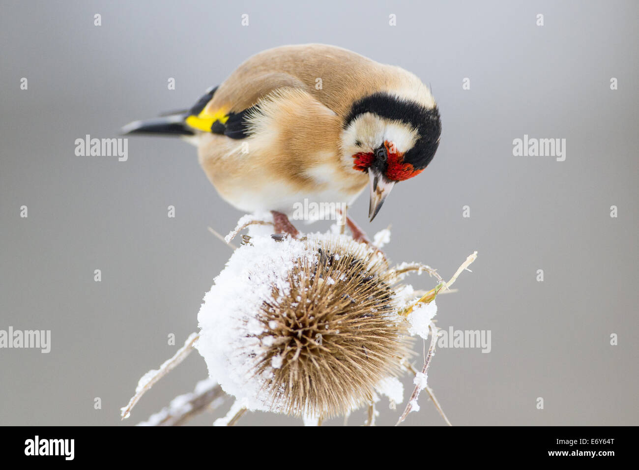 European Goldfinch (Carduelis carduelis) perching on top of a snow-covered Teasel (Dipsacus fullonum) Stock Photo