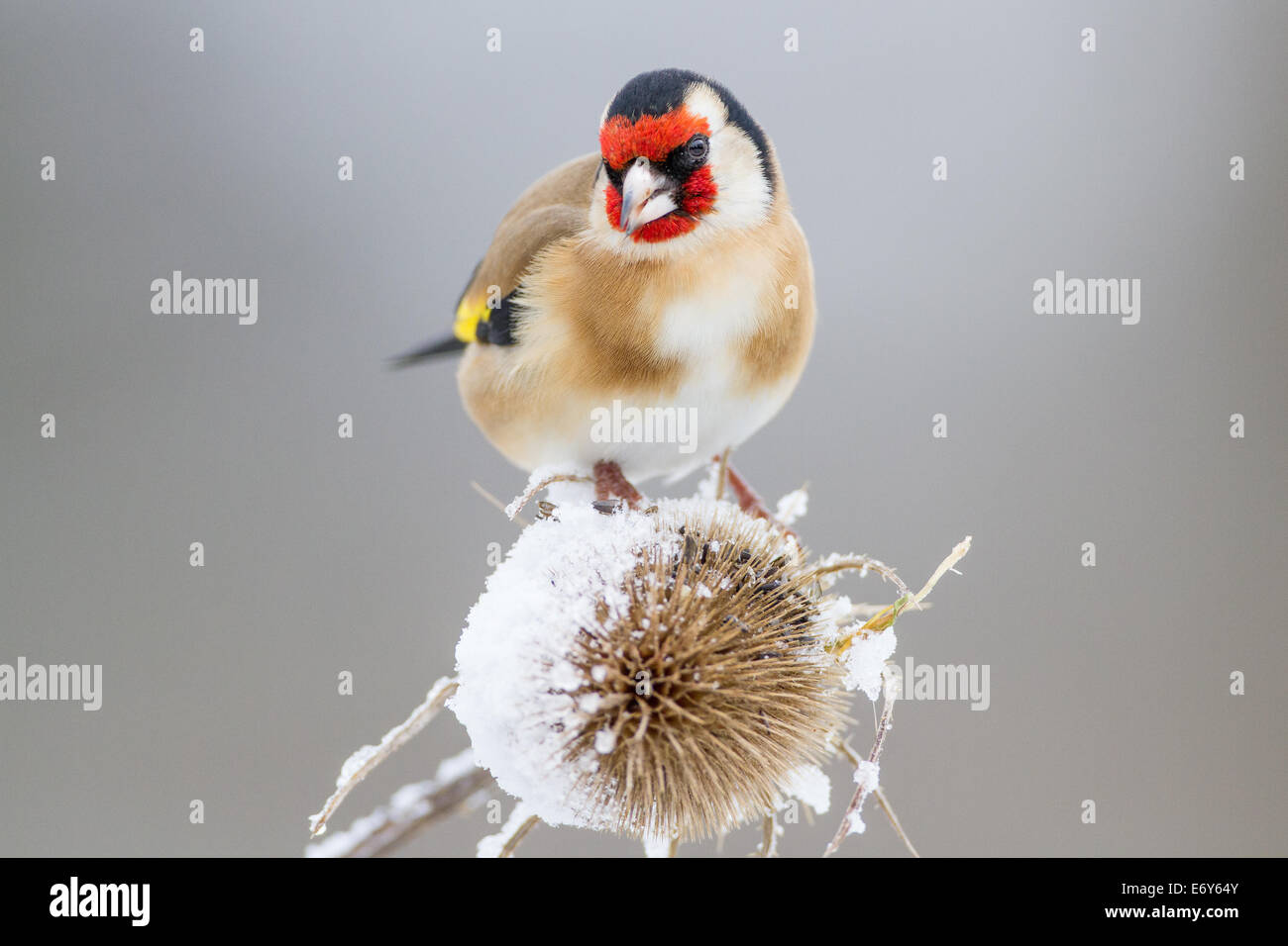 European goldfinch snow hi-res stock photography and images - Alamy