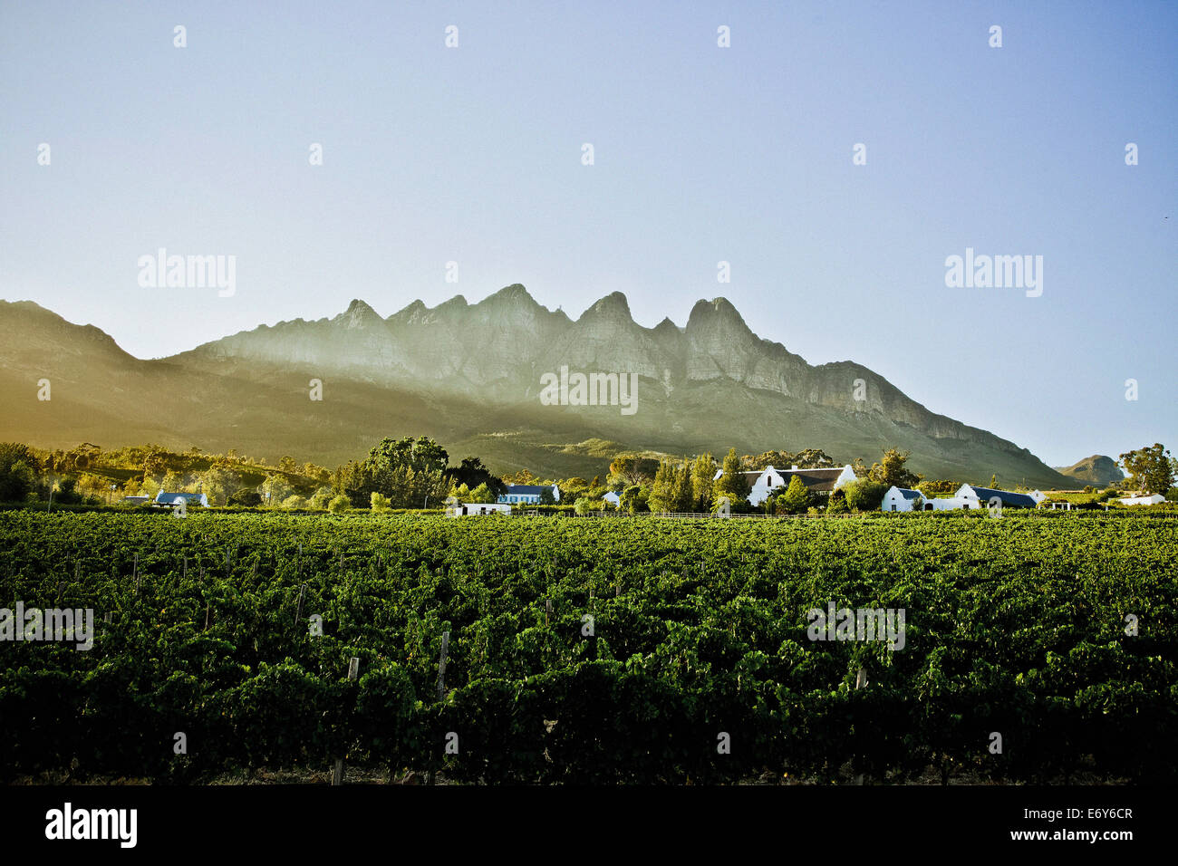 Winery in the Stellenbosch region, Western Cape, South Africa, Africa Stock Photo