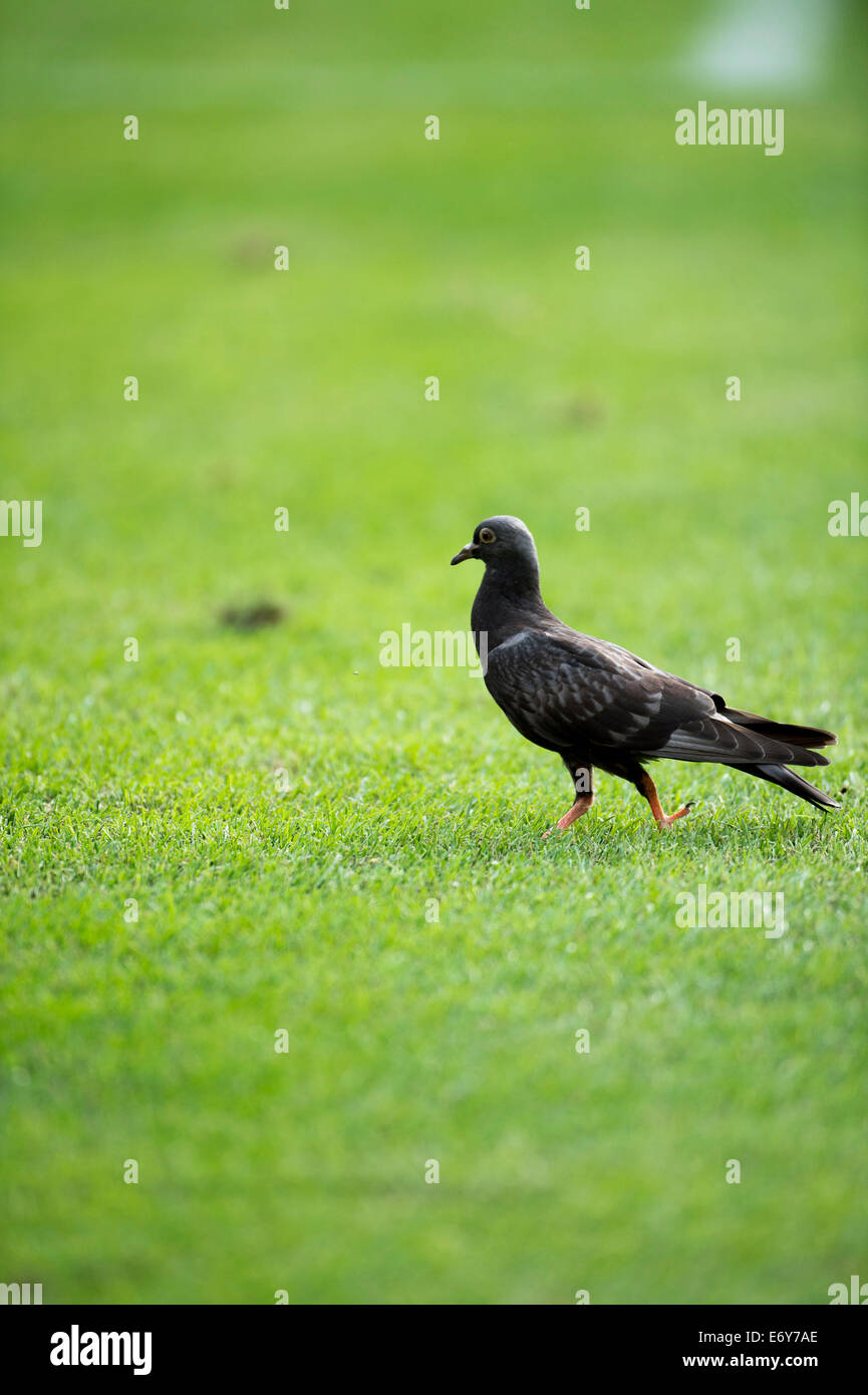 A pigeon, AUGUST 30, 2014 - Football / Soccer : Italian "Serie A" match between Chievo Verona 0-1 Juventus at Stadio Marc'Antonio Bentegodi in Verona, Italy. (Photo by Maurizio Borsari/AFLO) Stock Photo