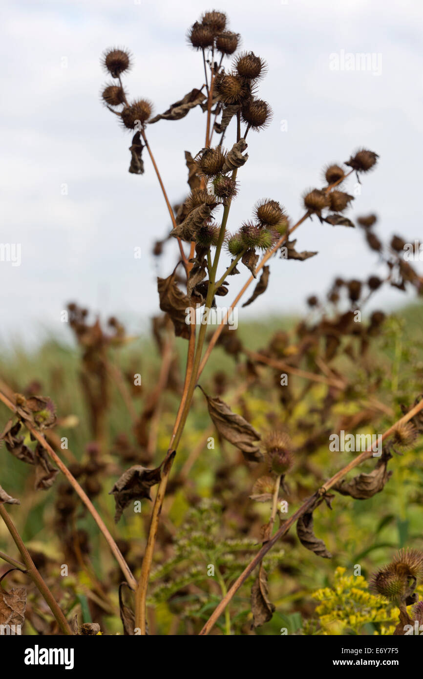 Burdock burrs on a drying plant in the field Stock Photo 73128025 Alamy