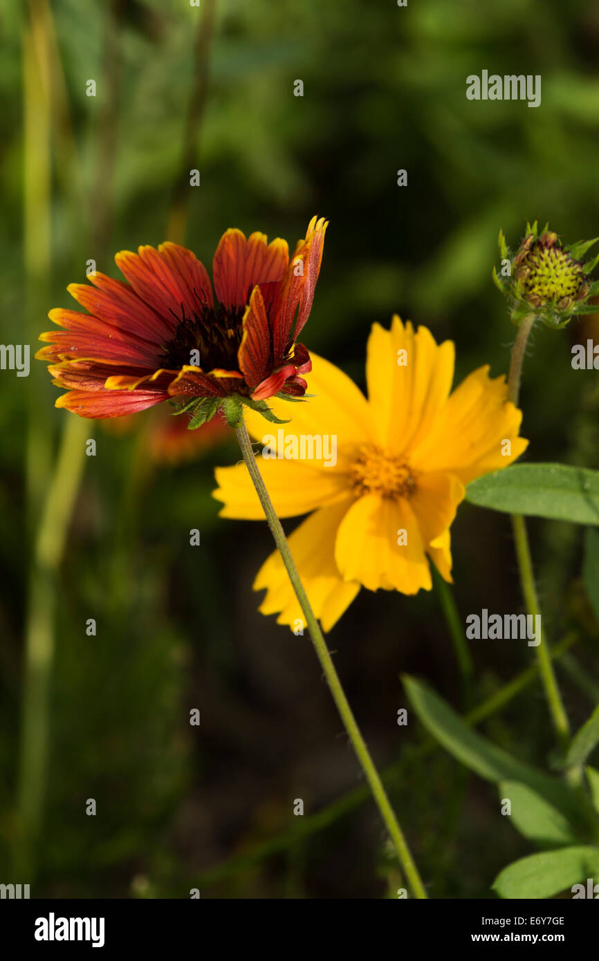 Indian Blanket in front of a Coreopsis in a field of wild flowers. Stock Photo