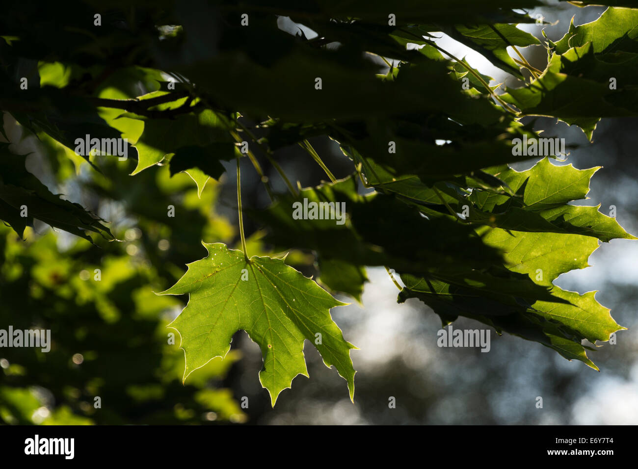 Backlit Maple leaves hanging on a tree in the late summer sun. Stock Photo