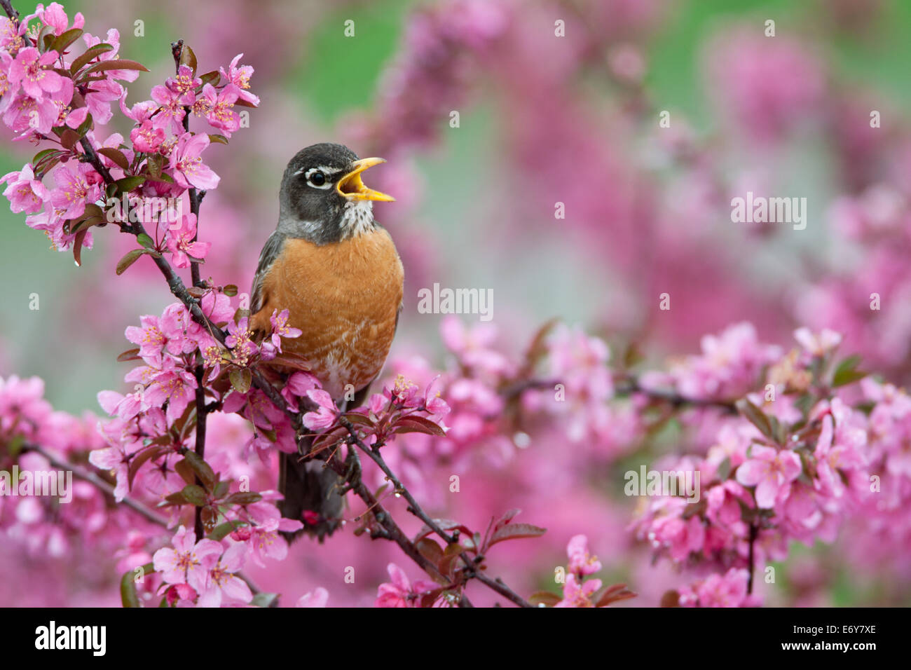 American Robin in Flowers singing perching bird songbird Ornithology Science Nature Wildlife Environment Stock Photo