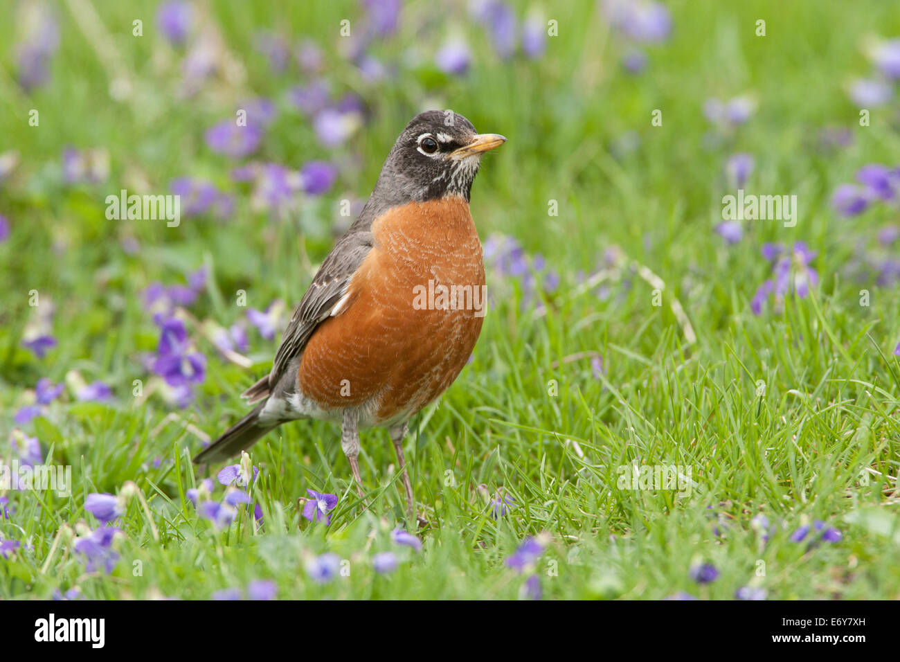 Robin in flowers hi-res stock photography and images - Alamy