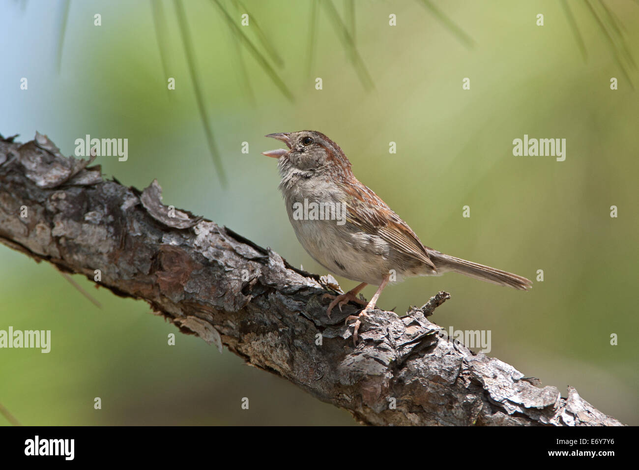 Bachman's Sparrow singing perched bird songbird threatened nature Stock Photo
