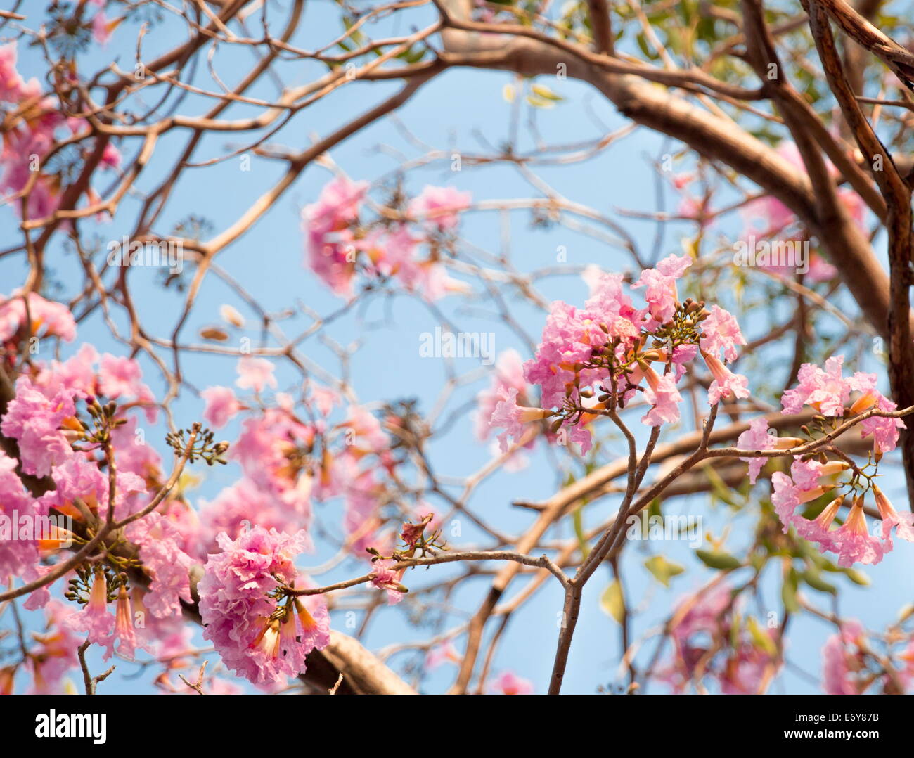 Pink flower Stock Photo