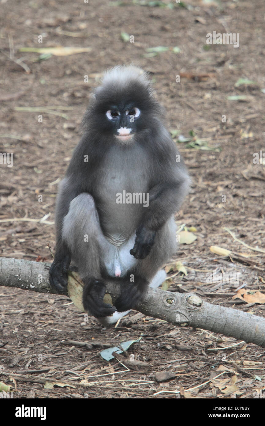 Dusky Leaf Monkey or Langur in Adelaide Zoo Australia Stock Photo