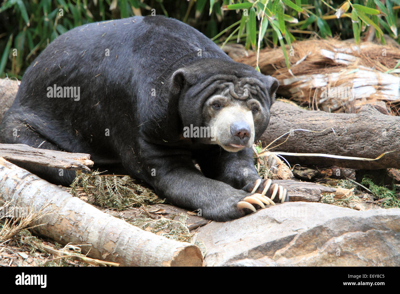 Malayan Sun Bear in Adelaide Zoo Australia Stock Photo