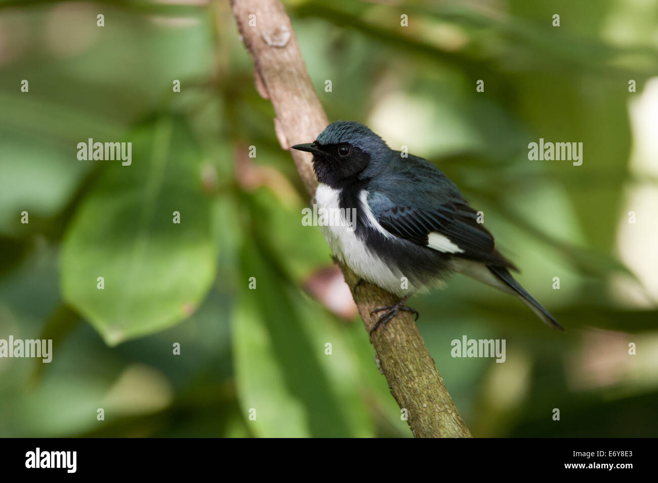 Black throated blue warbler in Rhododendron Tree perching bird songbird Ornithology Science Nature Wildlife Environment Stock Photo