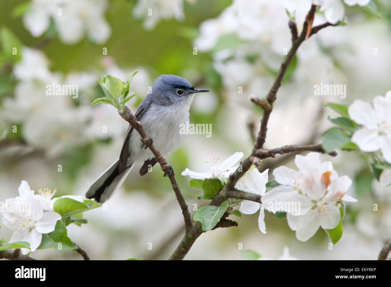 Blue-gray Gnatcatcher in Apple Tree Stock Photo