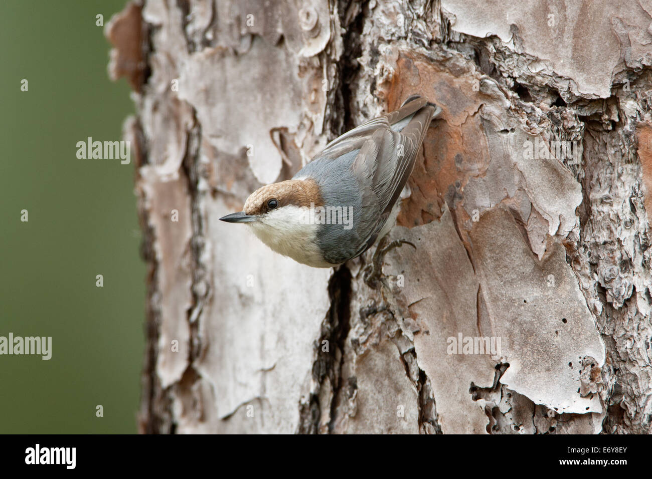 Brown-headed Nuthatch perching bird songbird on Slash Pine Tree Ornithology Science Nature Wildlife Environment Stock Photo