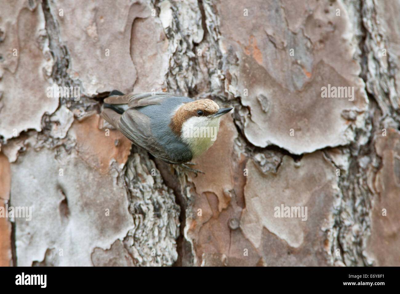 Brown-headed Nuthatch perching bird songbird on Slash Pine Tree Ornithology Science Nature Wildlife Environment Stock Photo