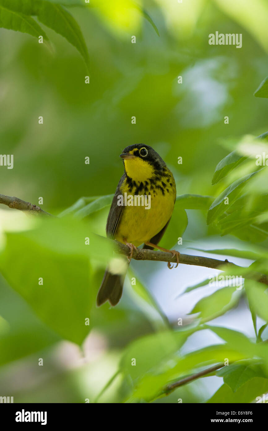 Canada Warbler bird songbird Ornithology Science Nature Wildlife Environment vertical Stock Photo