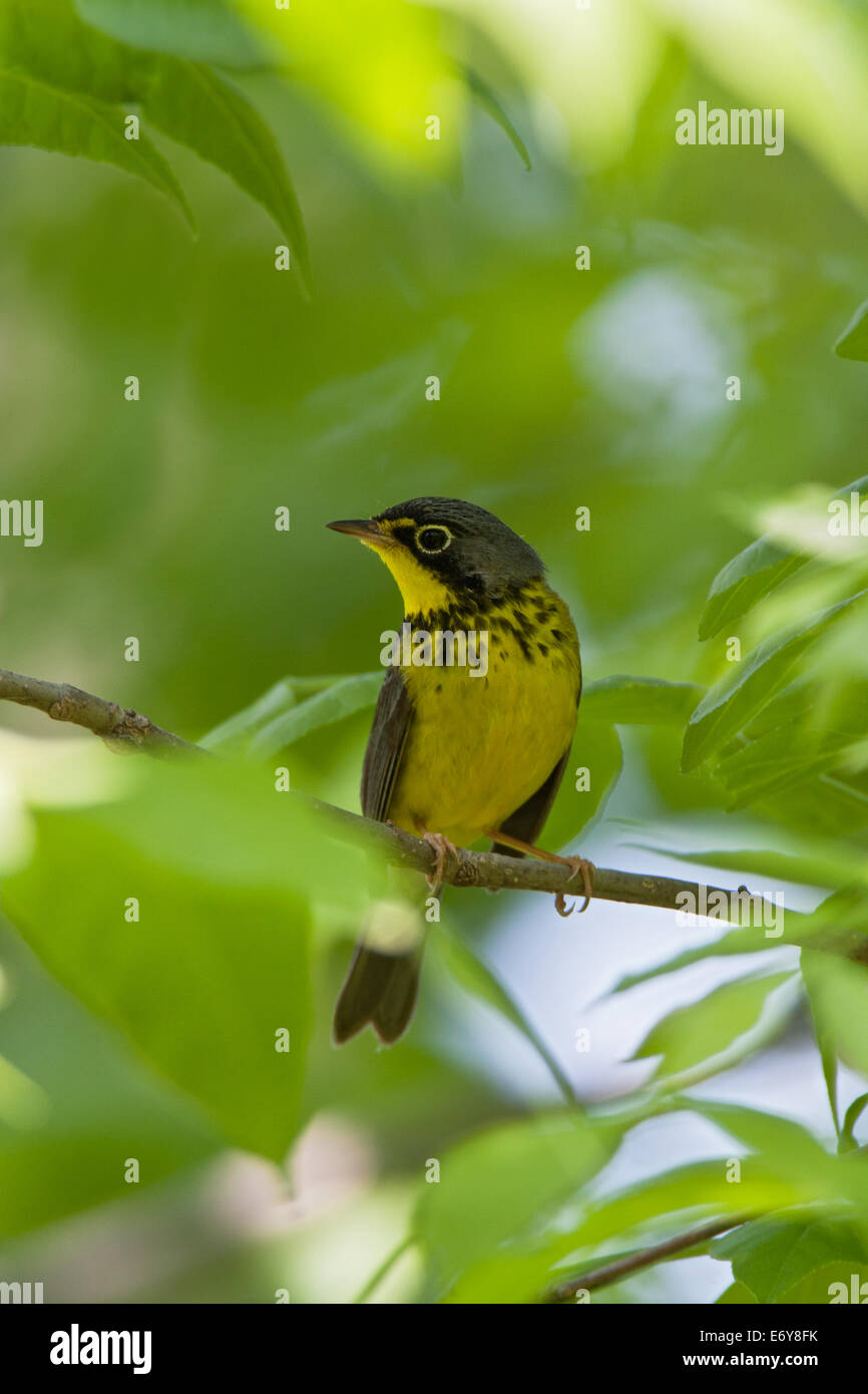 Canada Warbler bird songbird Ornithology Science Nature Wildlife Environment vertical Stock Photo