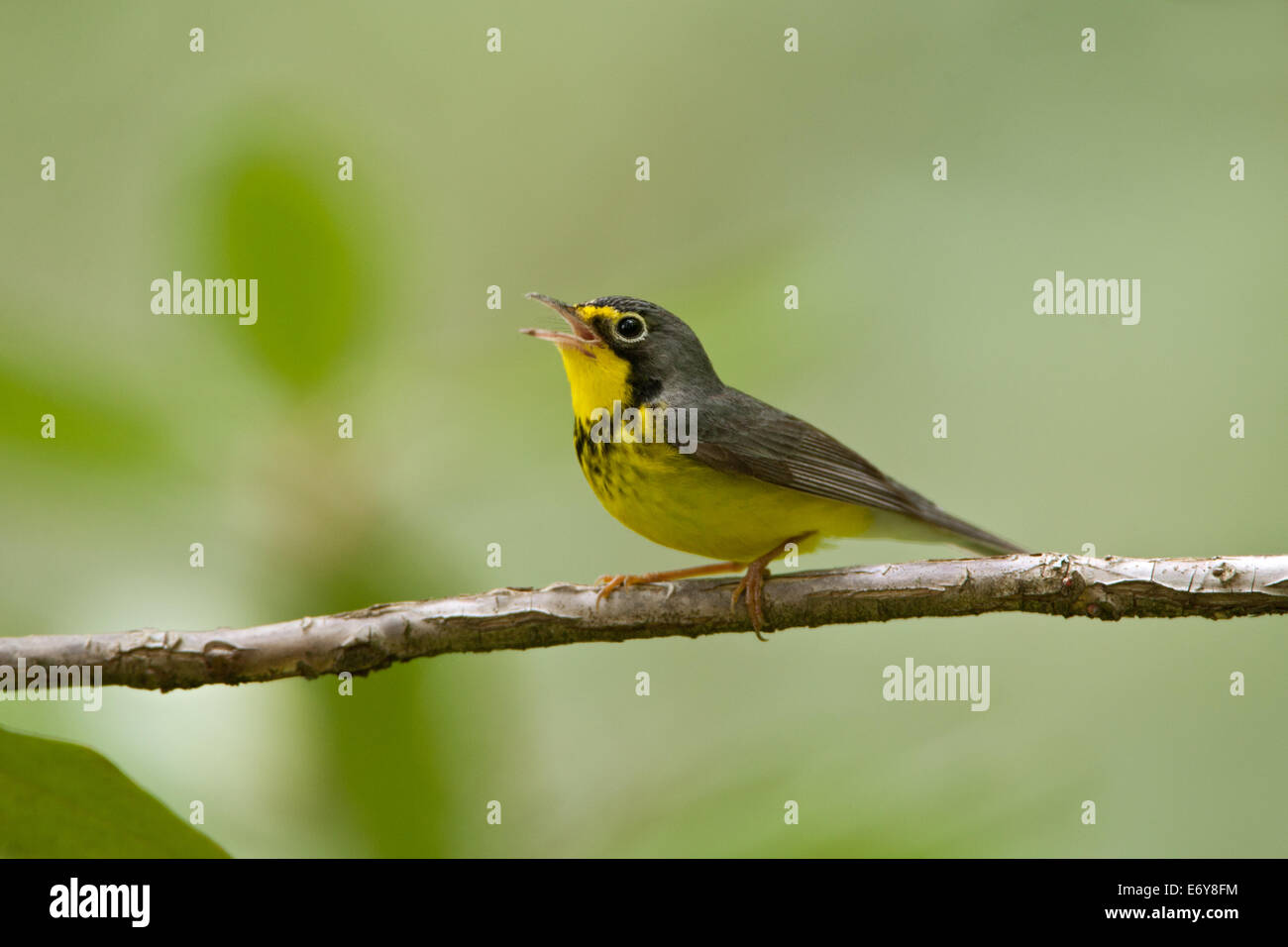 Canada Warbler bird songbird singing Ornithology Science Nature Wildlife Environment Stock Photo