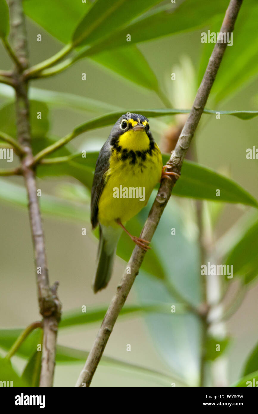 Canada Warbler bird songbird Ornithology Science Nature Wildlife Environment vertical Stock Photo