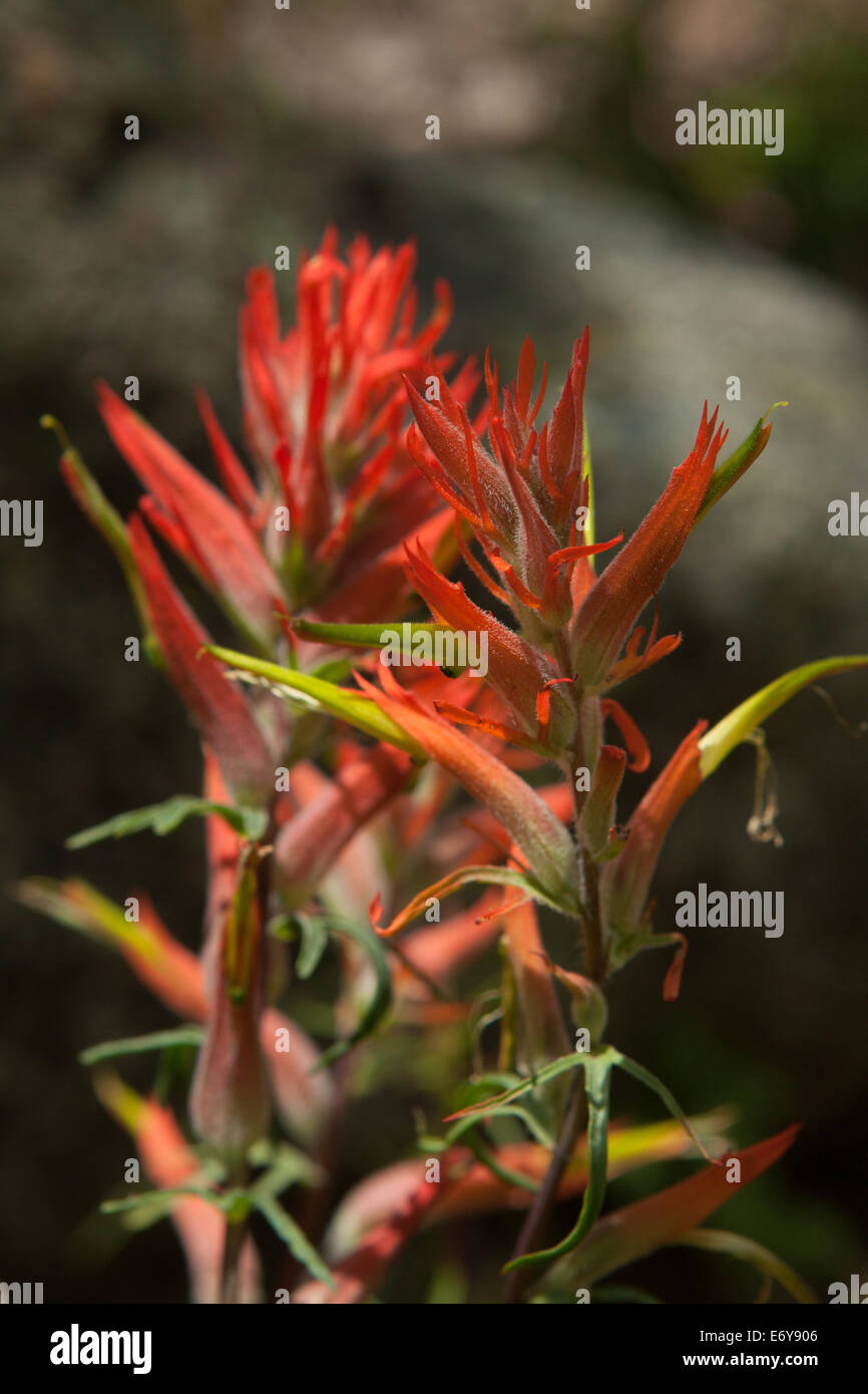 desert indian paintbrush desert indian paintbrush
