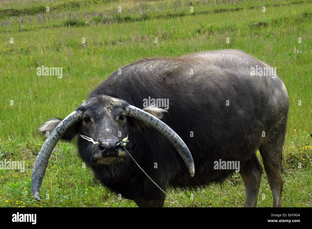 Nov. 3, 2012 DEXING CHINA a buffalo with strange horns. © SIPA Asia