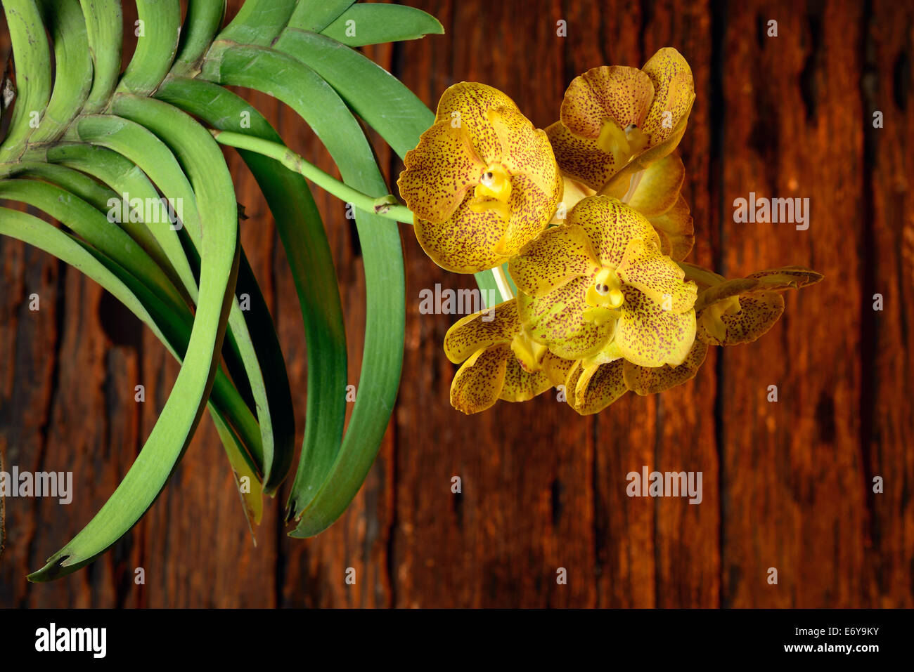 Beautiful orchids of Thailand Stock Photo - Alamy