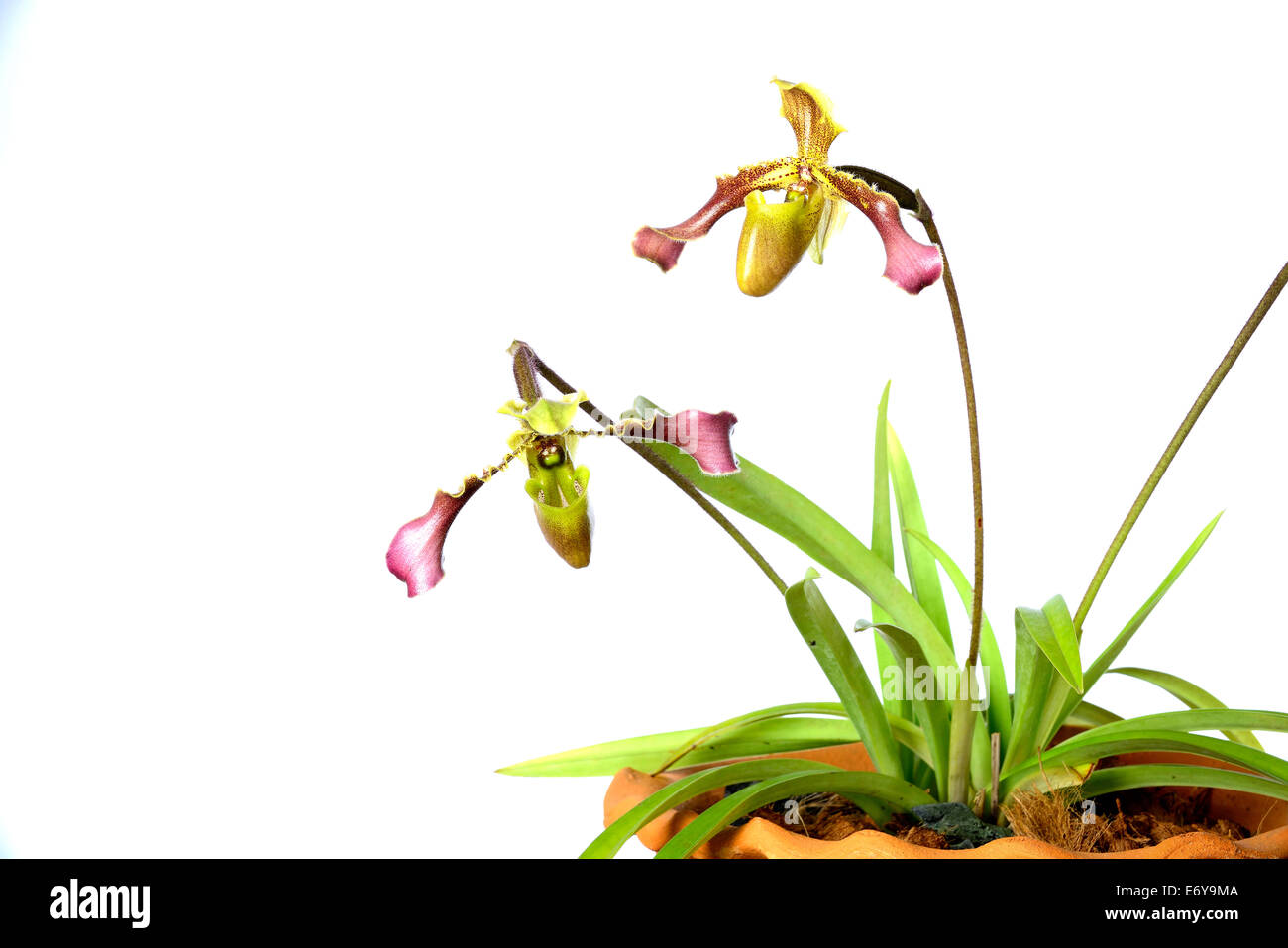 Beautiful orchids of Thailand Stock Photo - Alamy