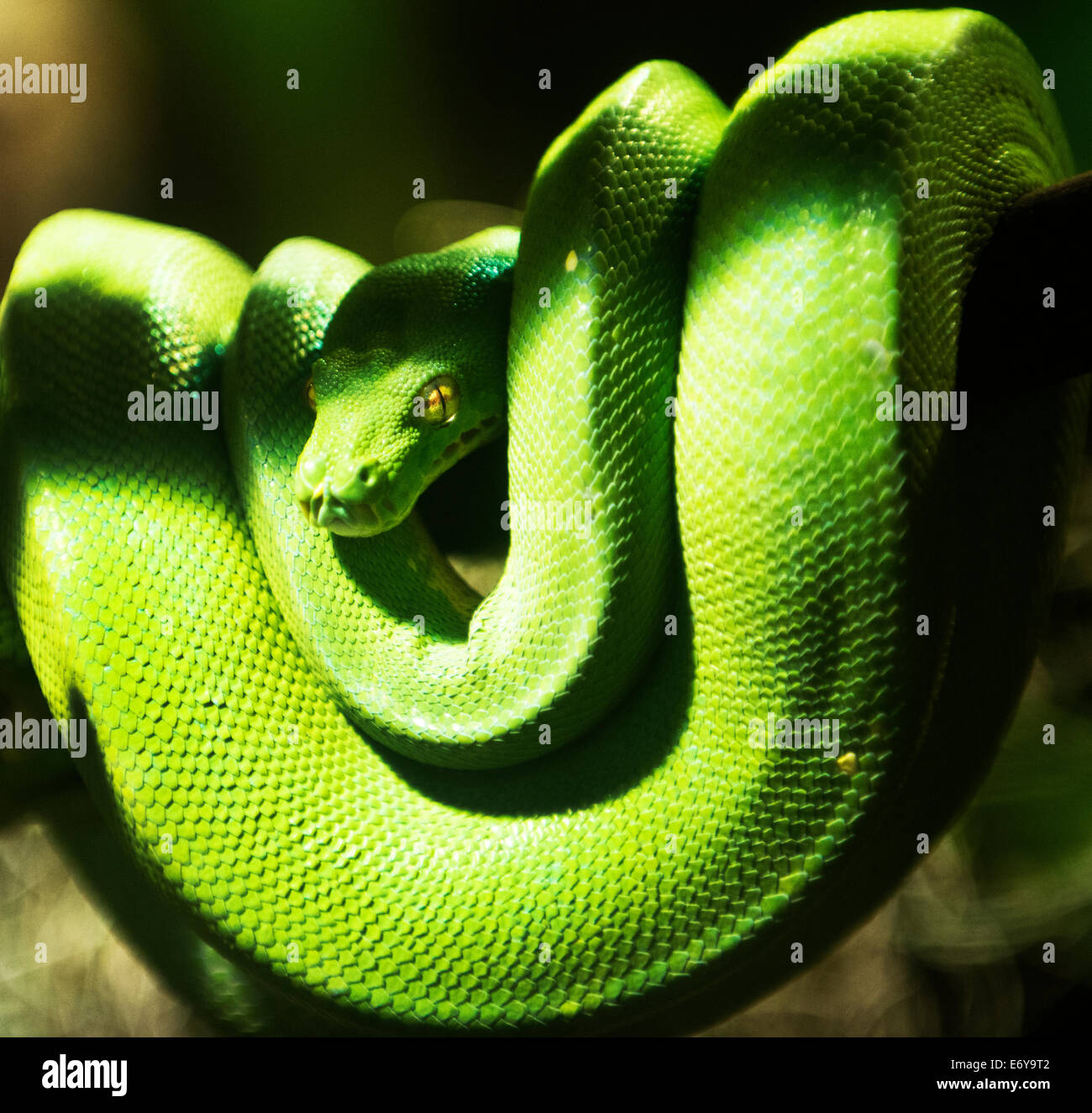 A Green Tree Python snake Stock Photo - Alamy