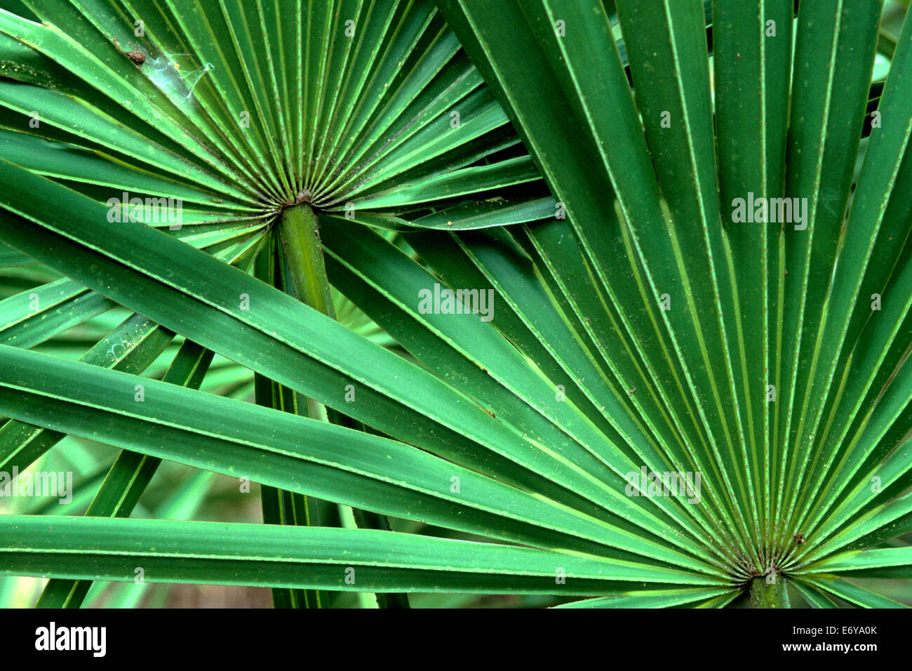 Saw palmetto leaves Stock Photo Alamy