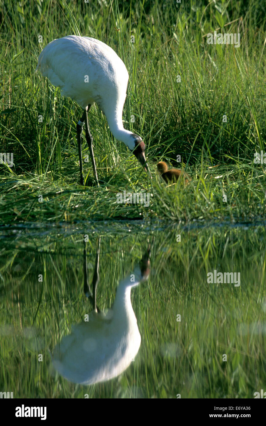 Captive whooping crane with chick Stock Photo